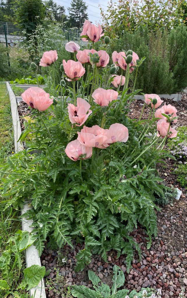 Dieses Bild hat ein leeres Alt-Attribut. Der Dateiname ist Papaver-somniferum-642x1024.jpg